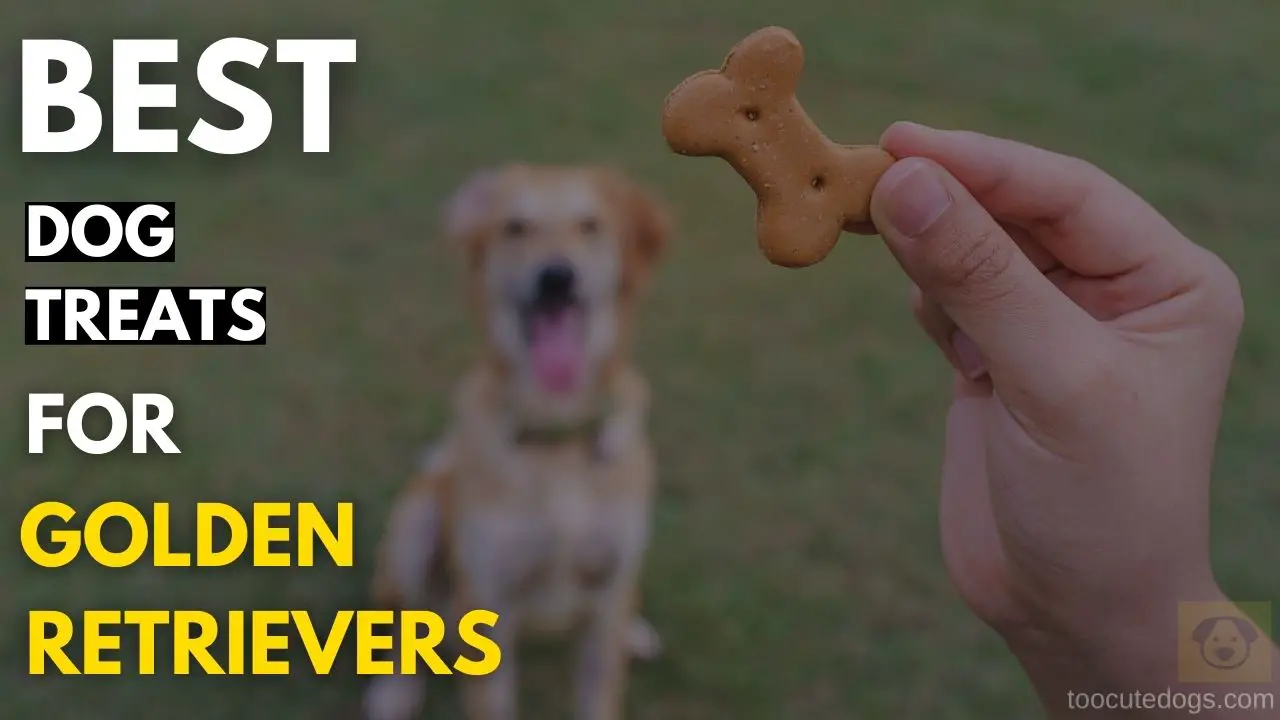 Best Dog Treats for Golden Retrievers