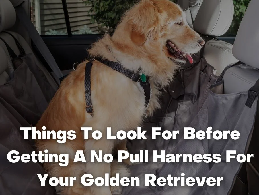 Things To Look For Before Getting A No Pull Harness For Your Golden Retriever