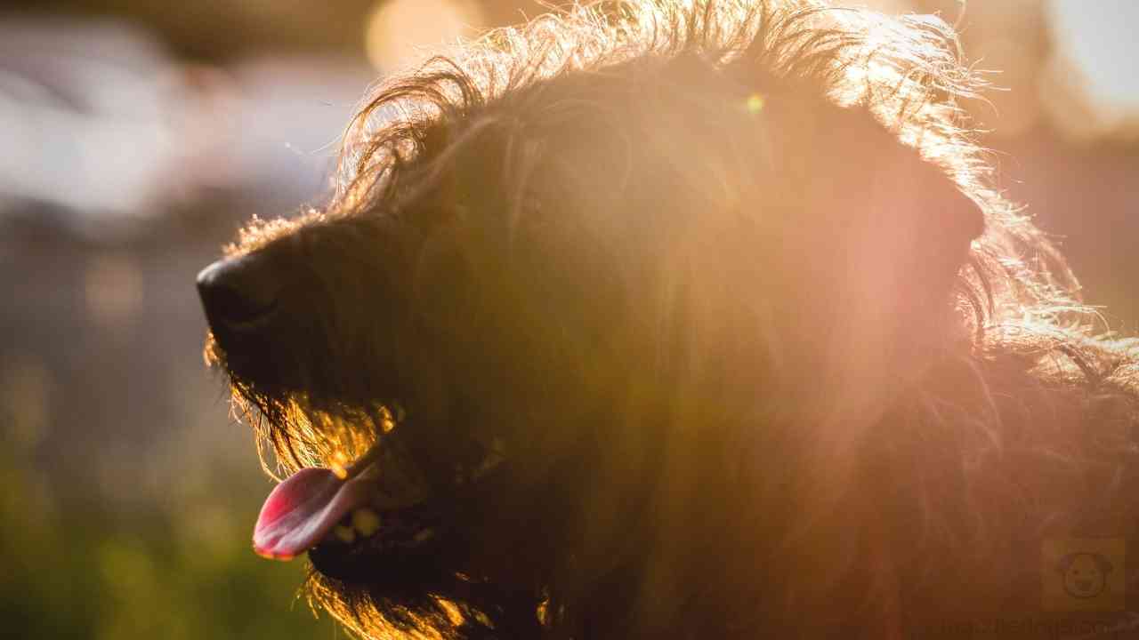 worst dog breeds for hot weather
