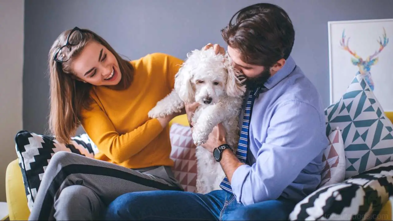 best dog breeds for young working couples