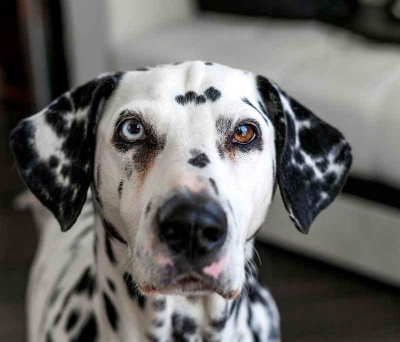 heterochromia in dalmatian dog