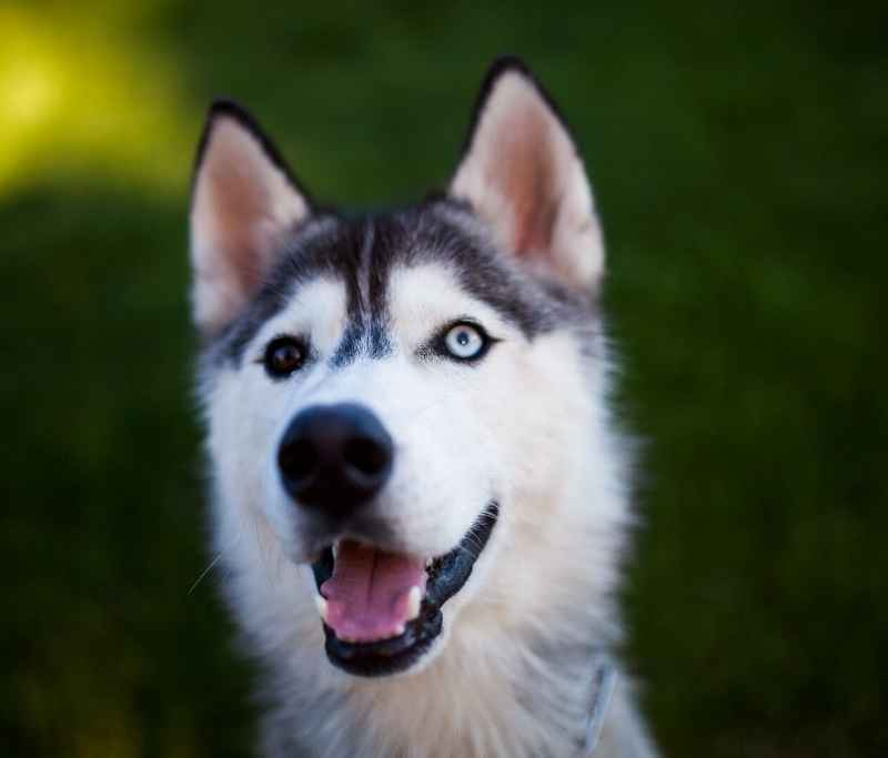 husky with heterochromia