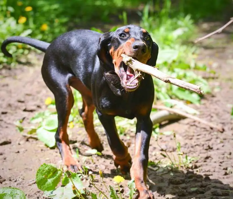 Black And Tan Coonhound