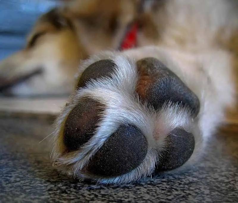 Dogs Paws Are Loaded With Nerve Endings