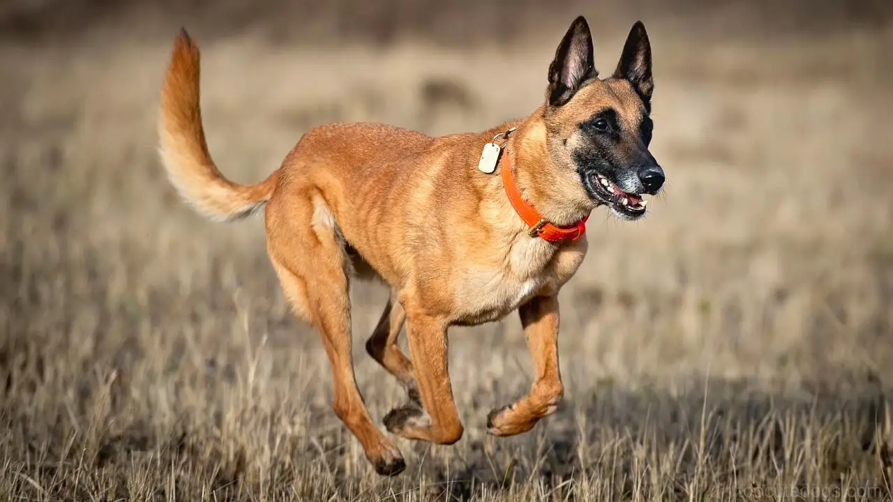 best deer tracking dogs