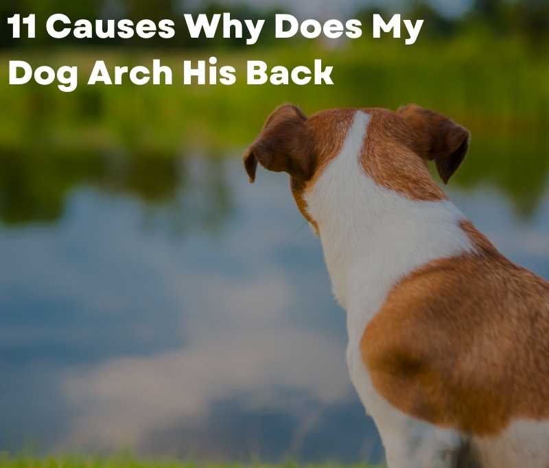 11 Causes Why Does My Dog Arch His Back 