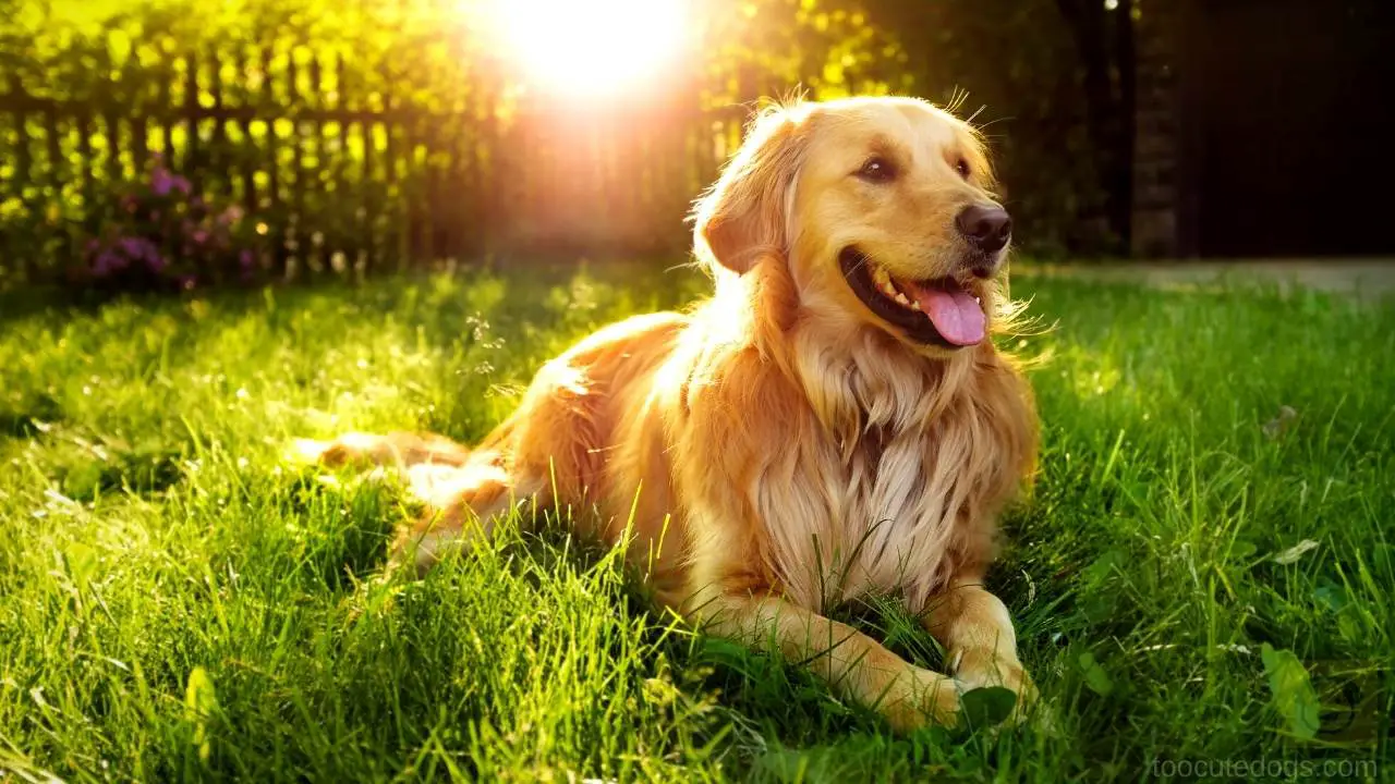 Are Golden Retrievers Bad For Asthma And Allergies
