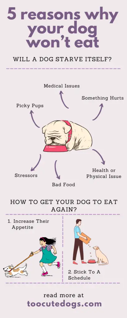 Infographic on Reasons Why Your Dog Won't Eat And How To Get Them Eat Again