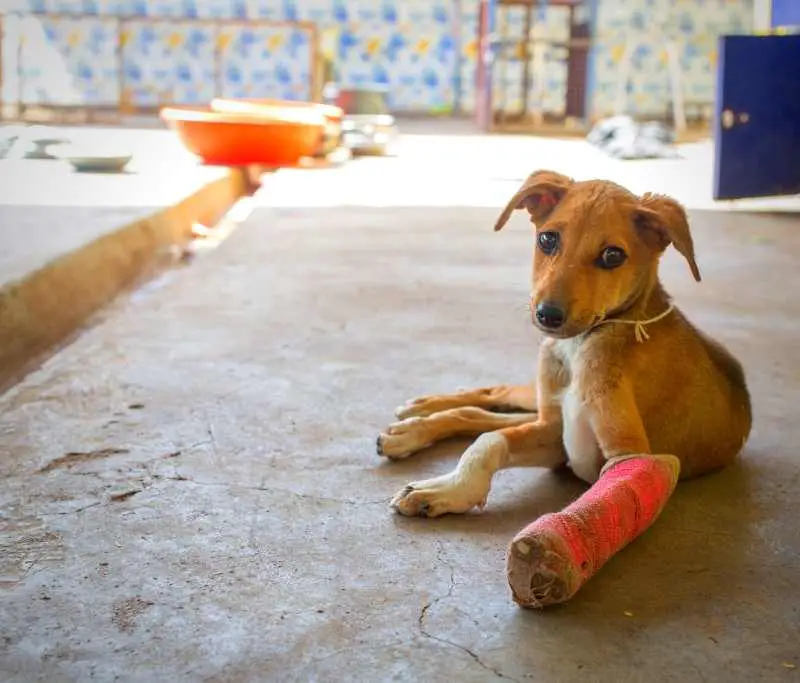 5 Signs Of A Dog's Broken Leg