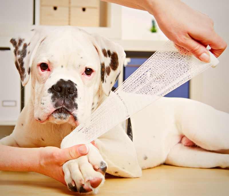 Symptoms And Diagnosis Of Broken Leg In Dogs
