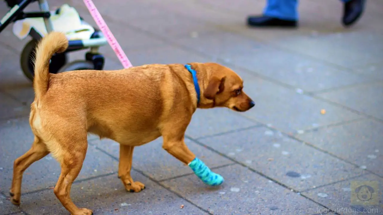 will a dog walk on a broken leg