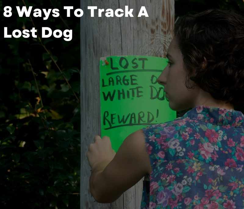 8 Ways To Track A Lost Dog