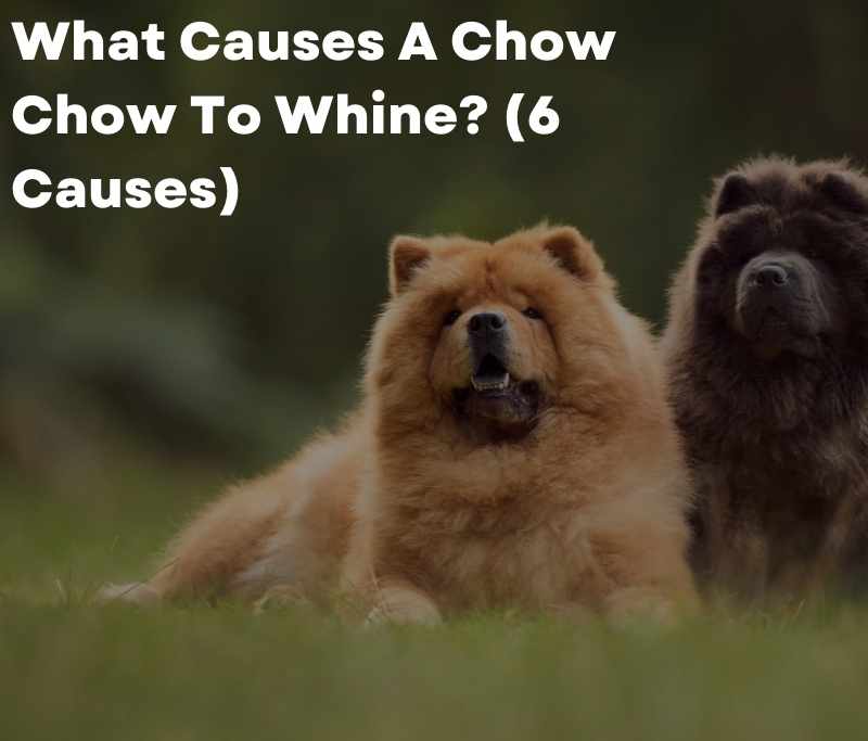 What Causes A Chow Chow To Whine? (6 Causes)