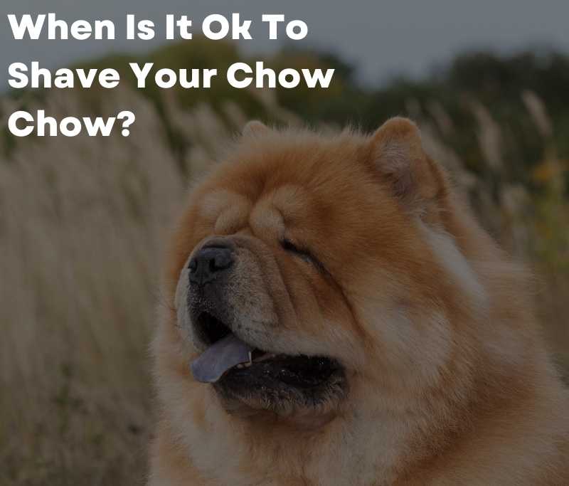 When Is It Ok To Shave Your Chow Chow