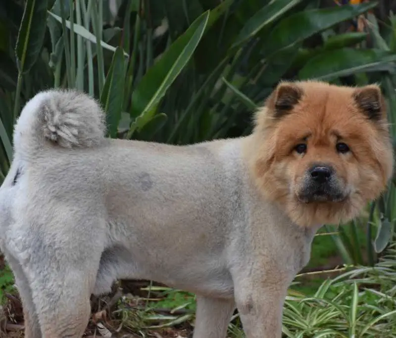 Why Shouldn't You Shave Your Chow Chow
