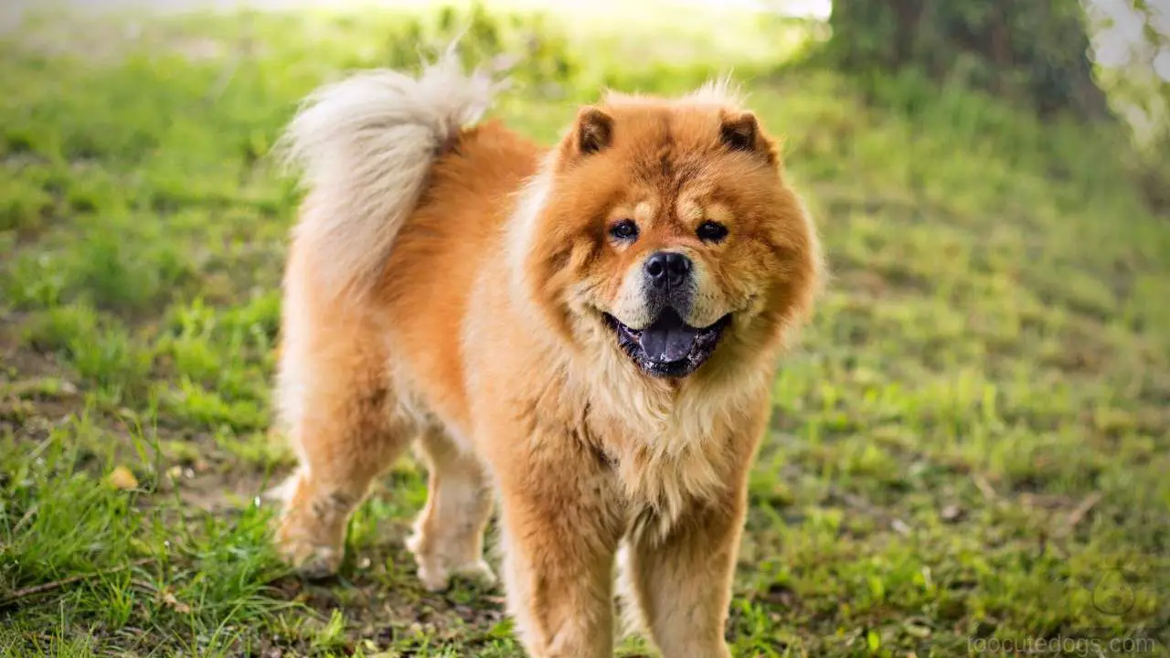 can chow chows have blue eyes