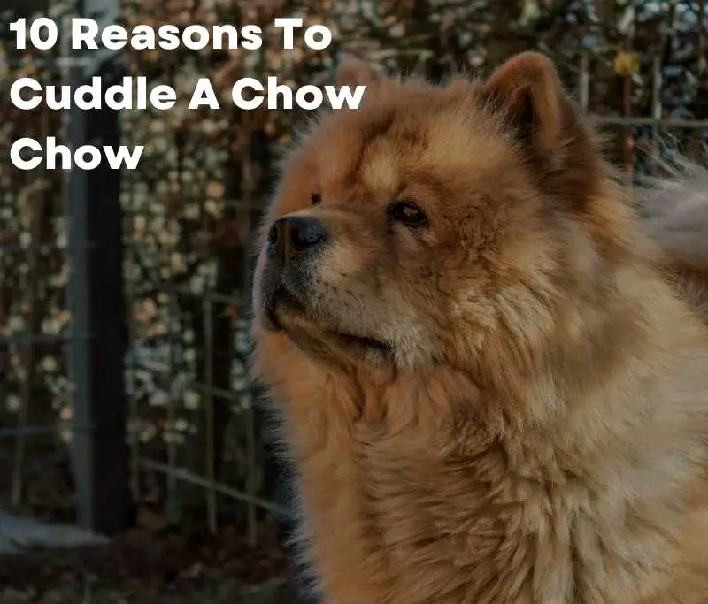 10 Reasons To Cuddle A Chow Chow