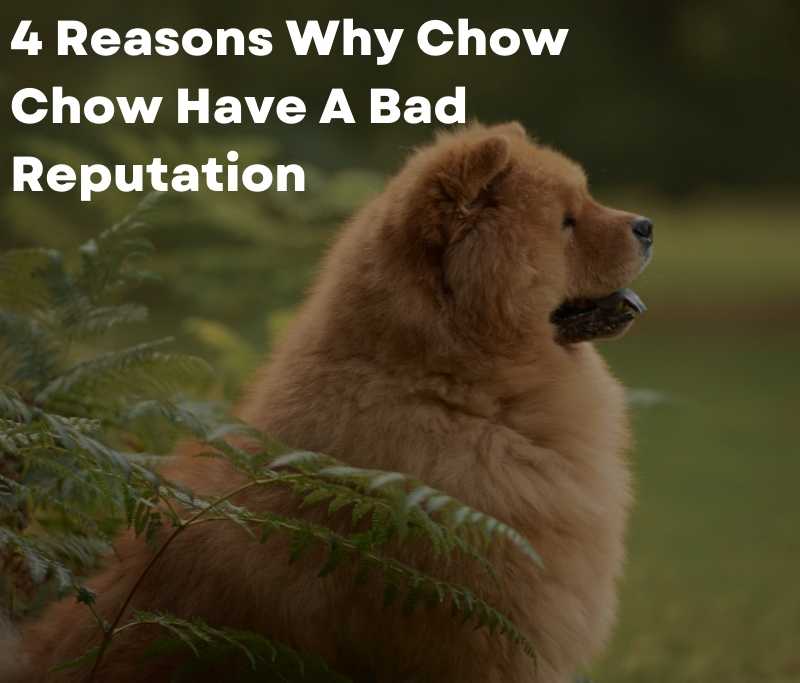 4 Reasons Why Chow Chow Have A Bad Reputation