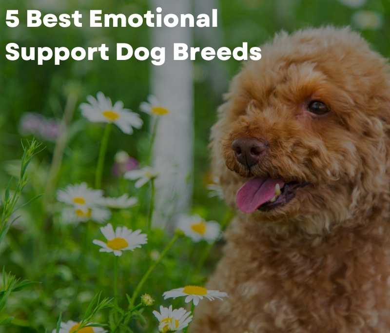 5 Best Emotional Support Dog Breeds
