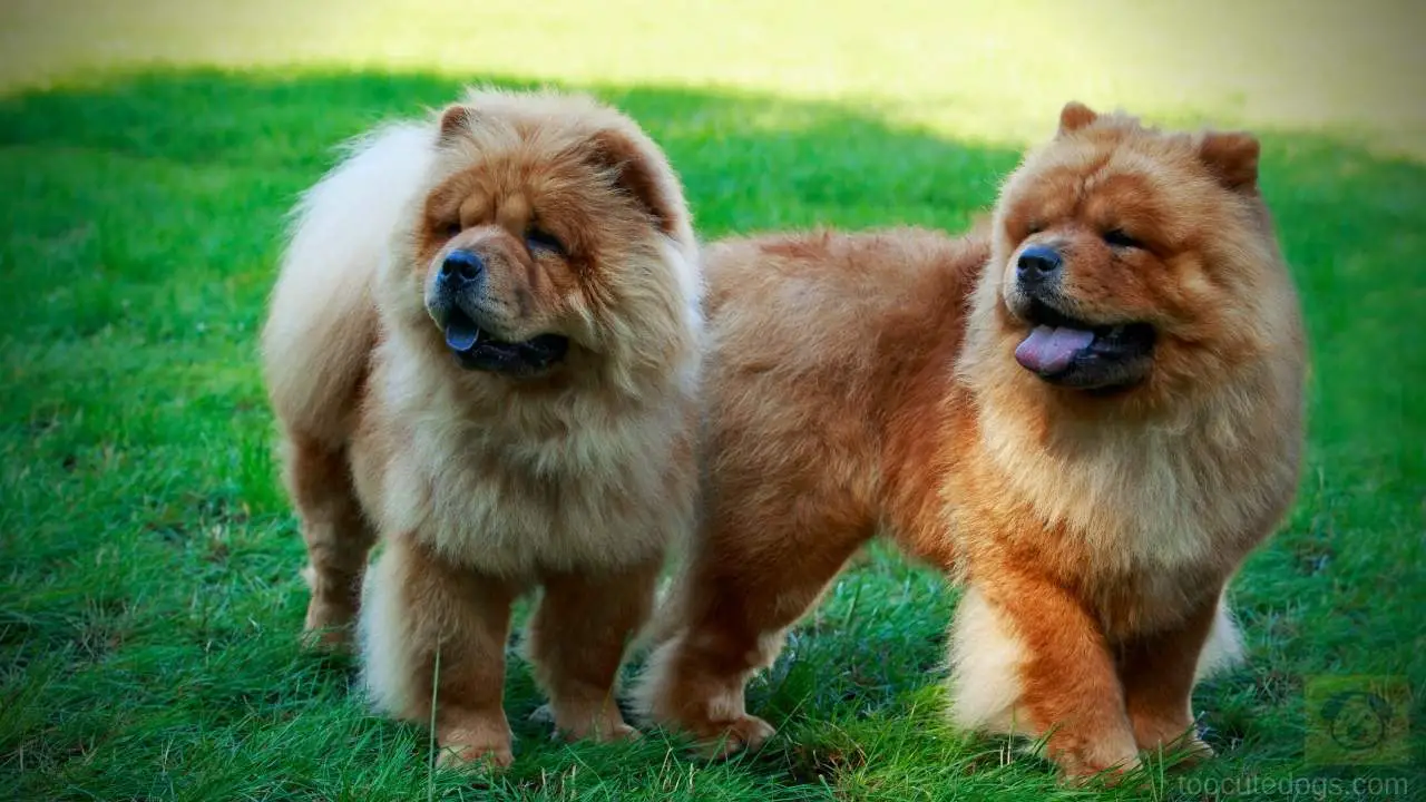 Can Chow Chows Be Friendly