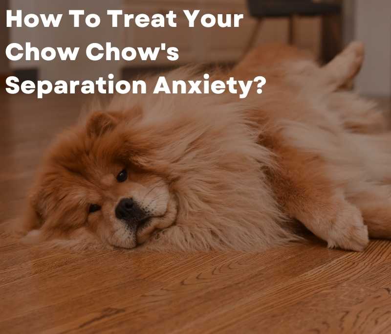 How To Treat Your Chow Chow's Separation Anxiety