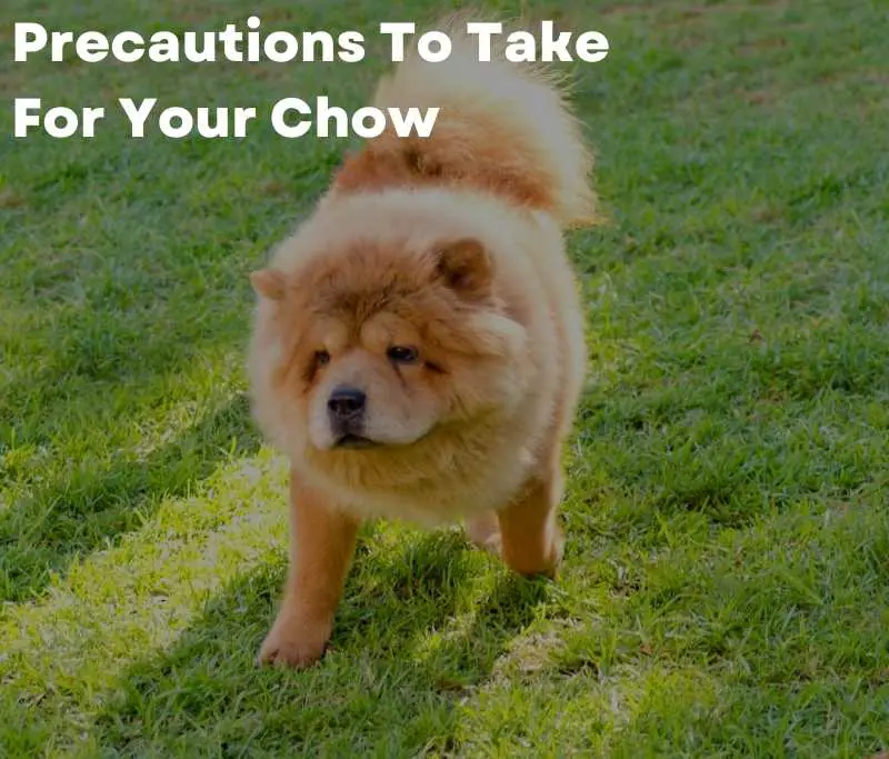 Precautions To Take For Your Chow