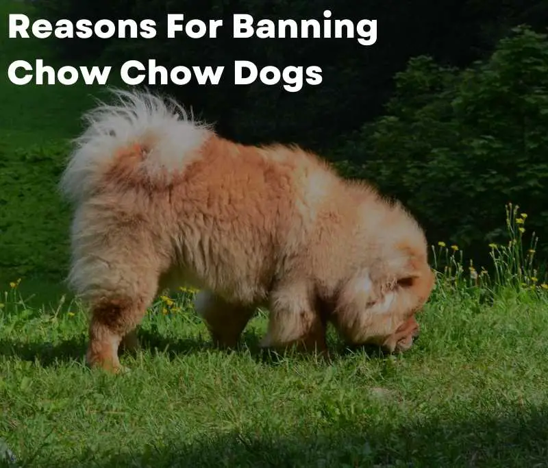 Reasons For Banning Chow Chow Dogs