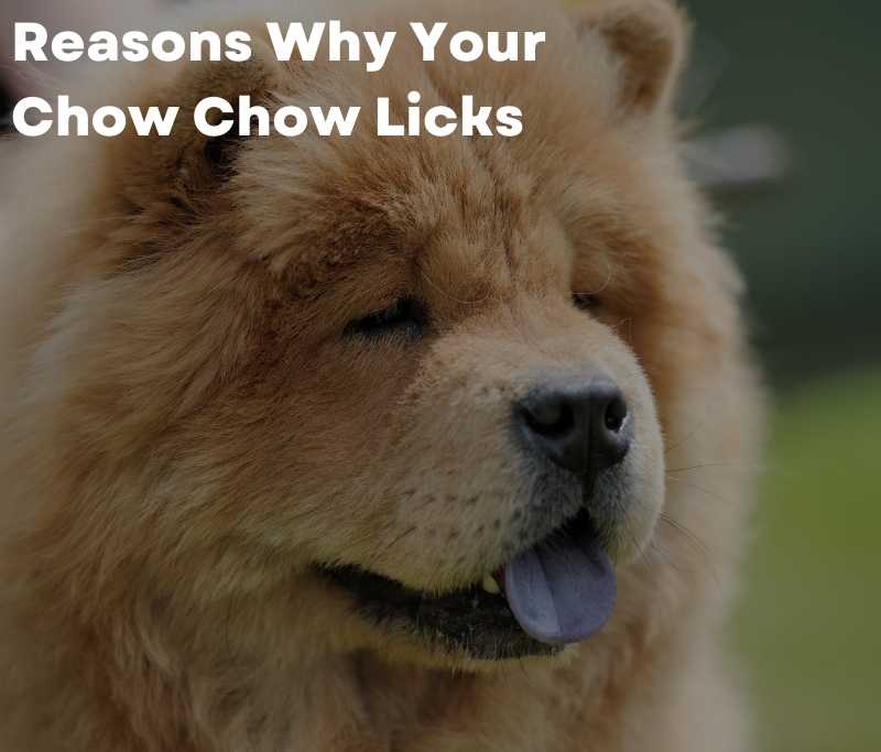 Reasons Why Your Chow Chow Licks 