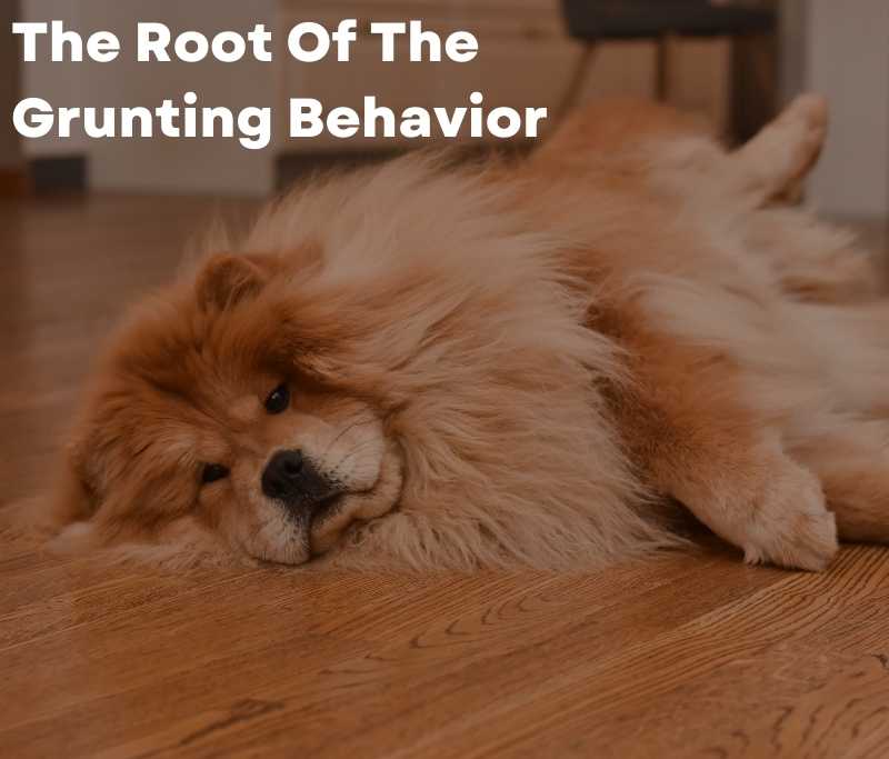 The Root Of The Grunting Behavior