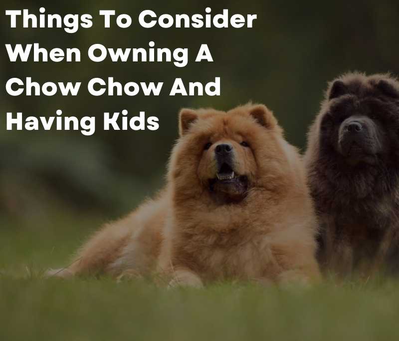 Things To Consider When Owning A Chow Chow And Having Kids