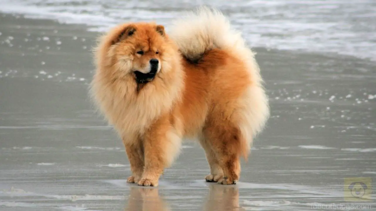 can chow chows swim