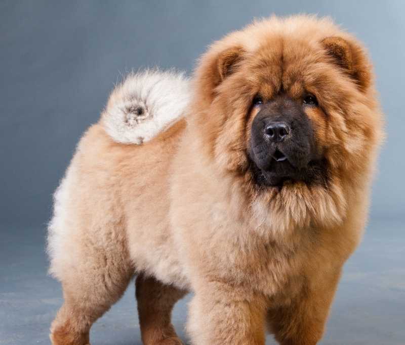 chow chows