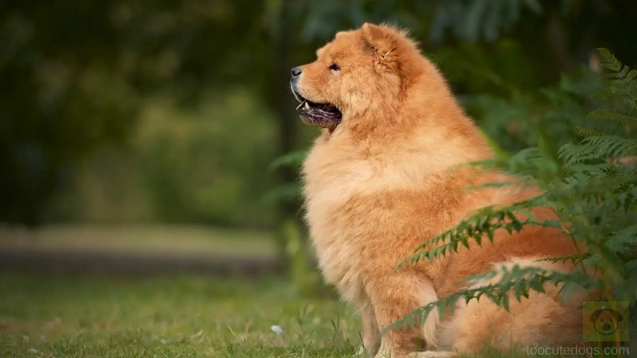 why do chow chows have a bad reputation