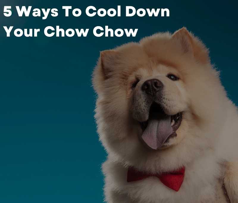 5 Ways To Cool Down Your Chow Chow