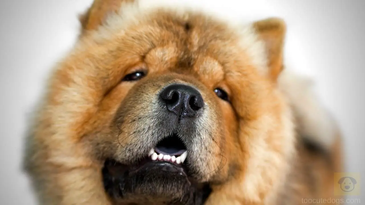 are chow chows mean