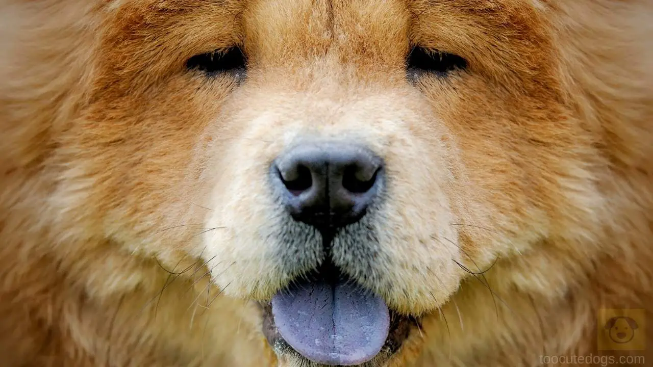 do chow chows drool