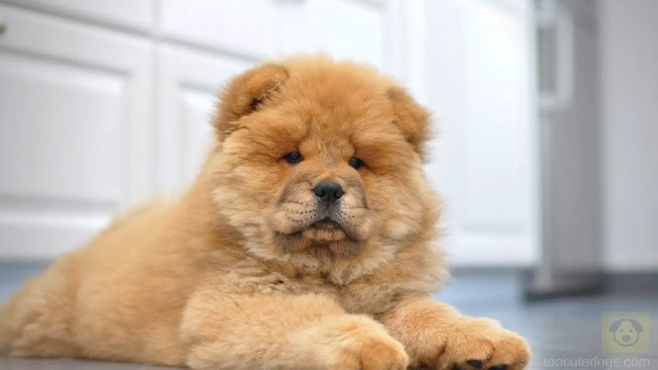 why are chow chows so fluffy