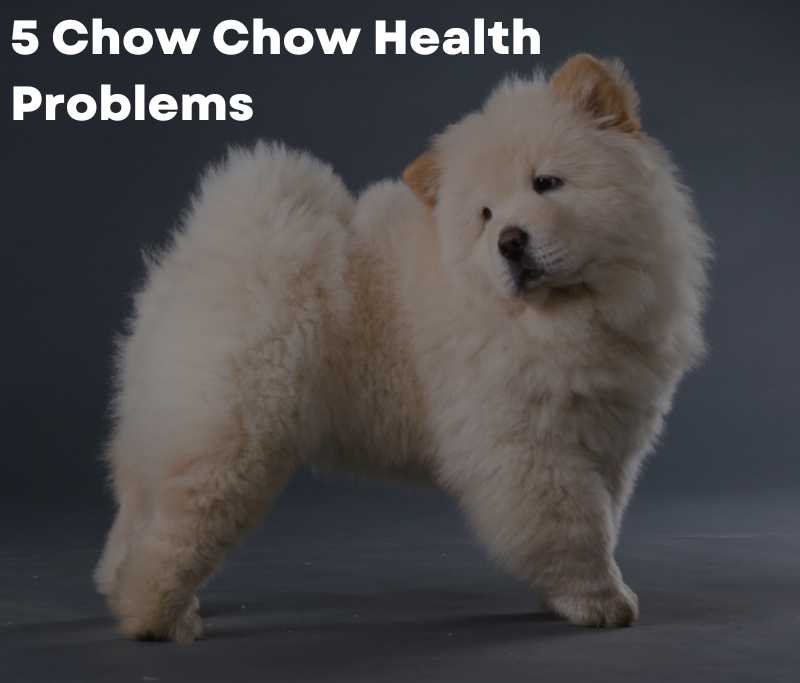 5 Chow Chow Health Problems