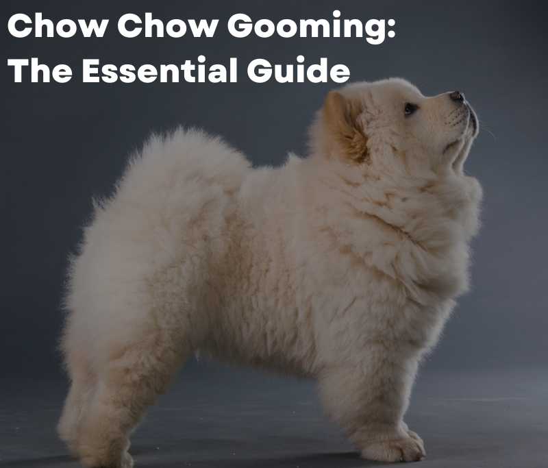 Chow Chow Gooming: The Essential Guide