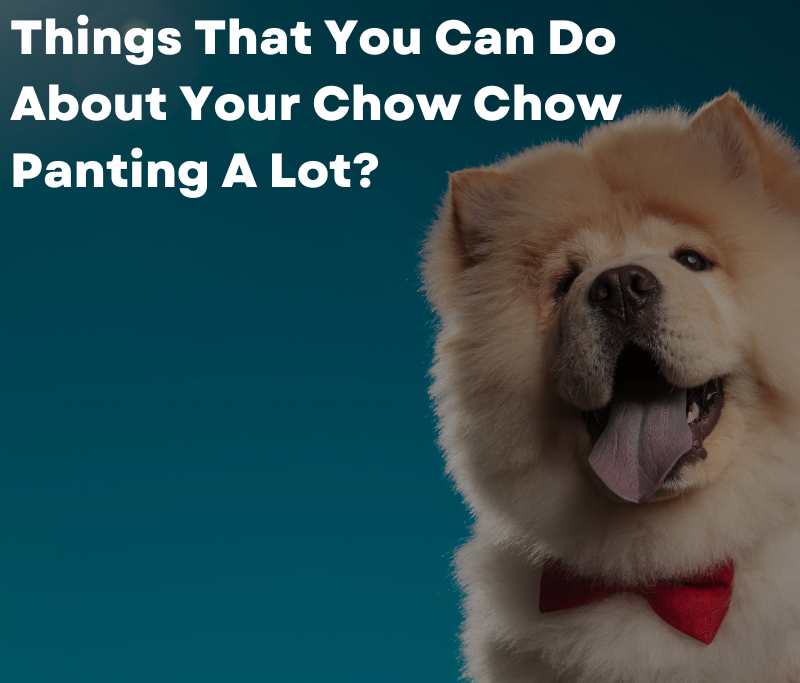 Things That You Can Do About Your Chow Chow Panting A Lot?