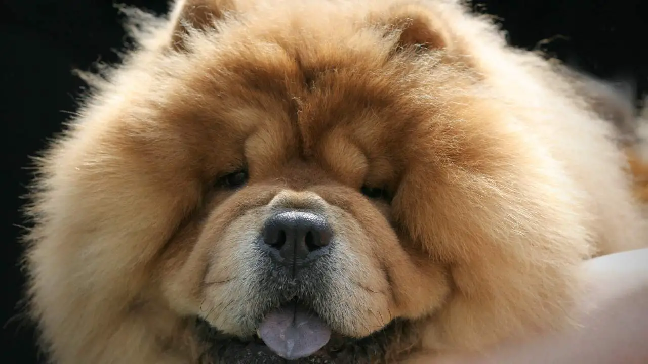 what are chow chows allergic to