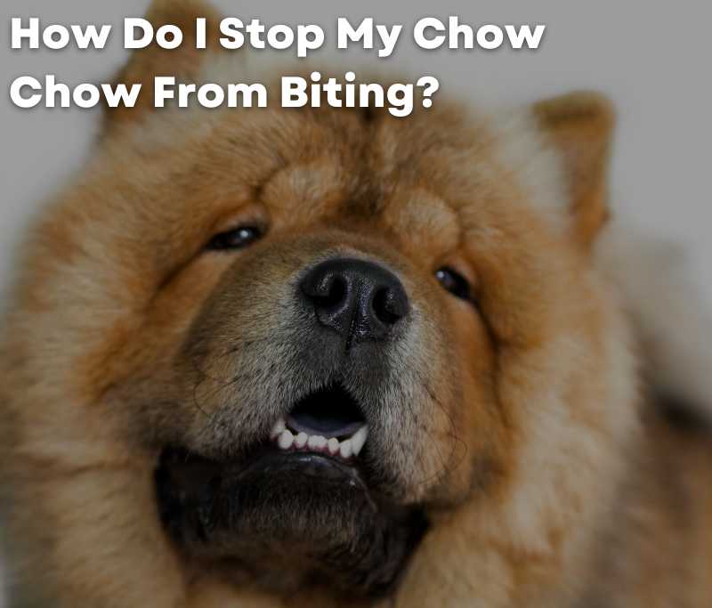 How Do I Stop My Chow Chow From Biting