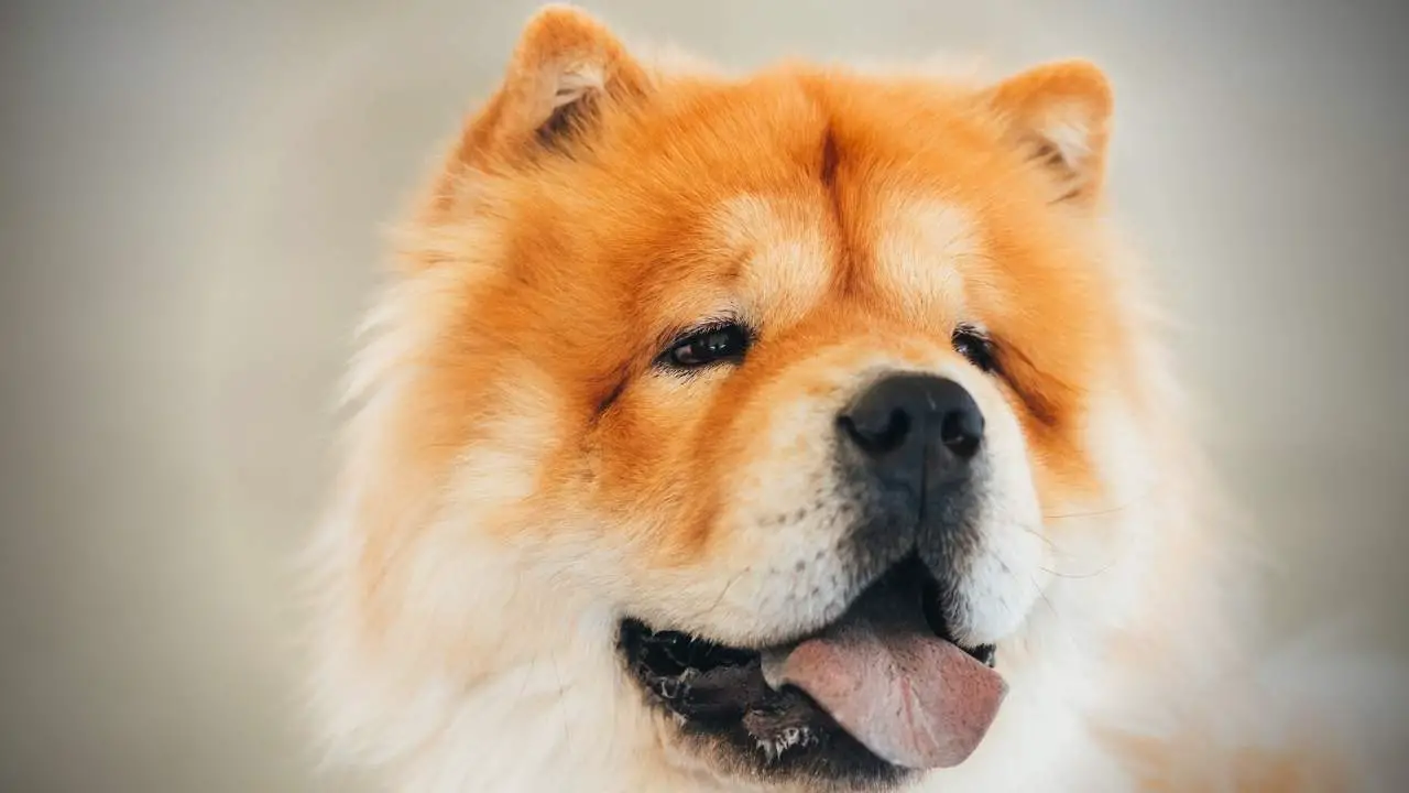 why does my chow chow bite
