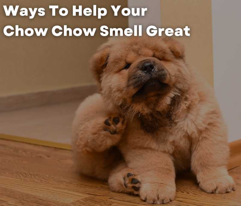 Ways To Help Your Chow Chow Smell Great